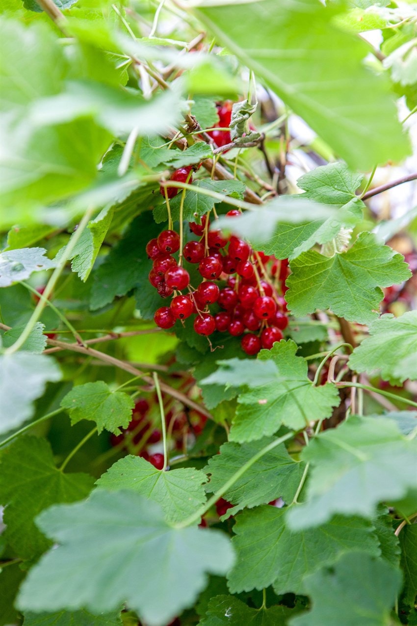 Selgers bilde 3 Galleribilde