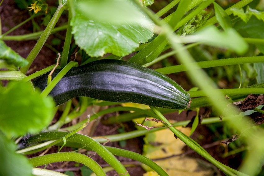 Det er også lagt godt til rette for å dyrke egne grønnsaker. Selgers bilde Galleribilde