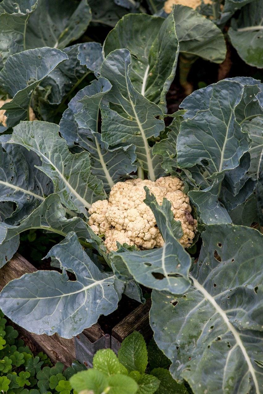 Selgers bilde 2 Galleribilde