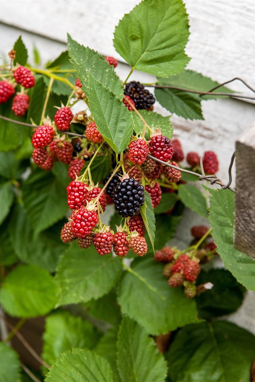 Selgers bilde 1 Galleribilde