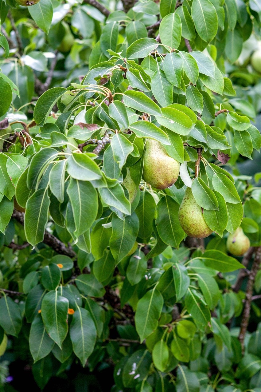 Selgers bilde Galleribilde