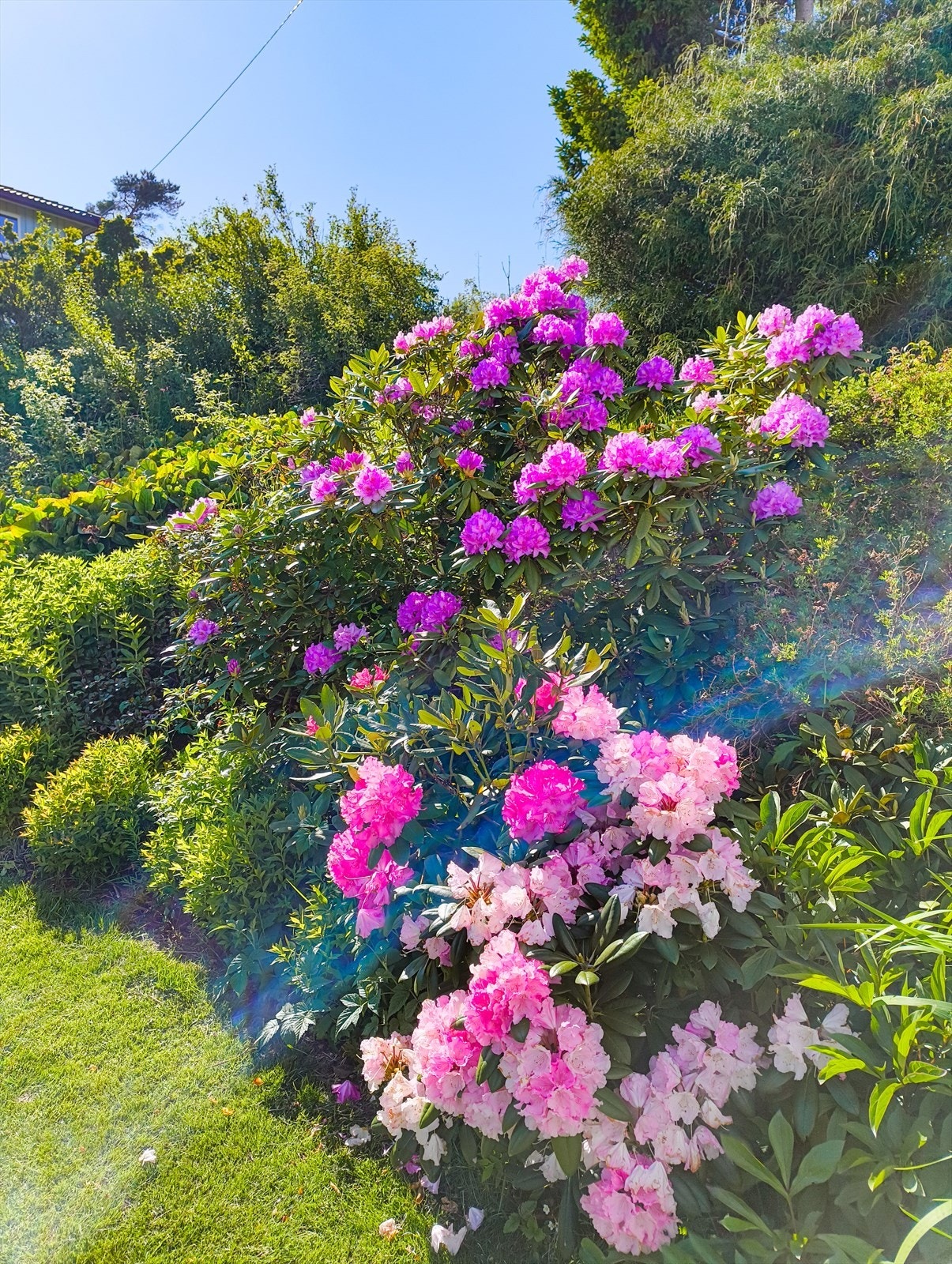 Selgers private bilde Galleribilde