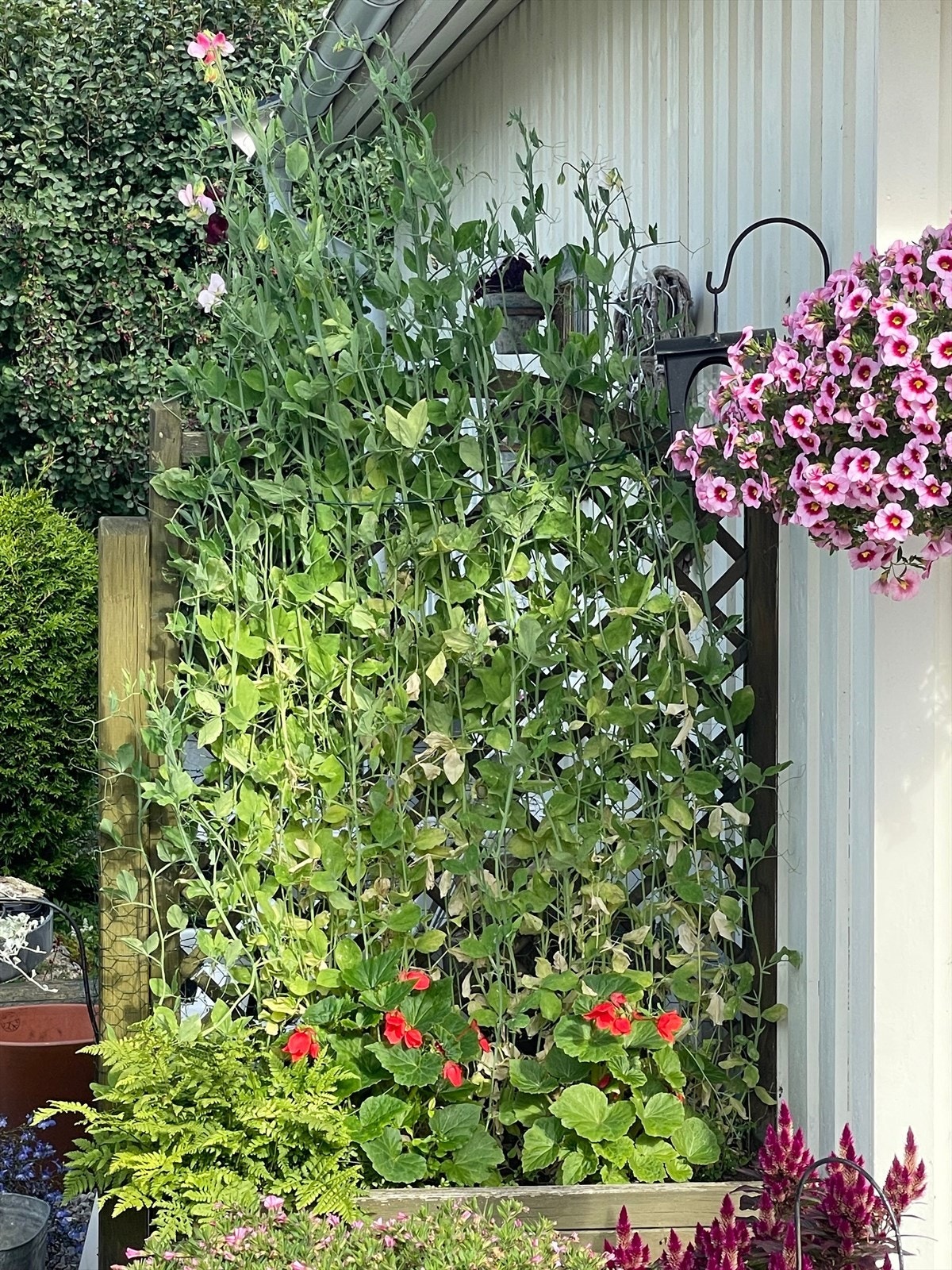 Sommer i Brennåsvegen 13 (privat foto) Galleribilde