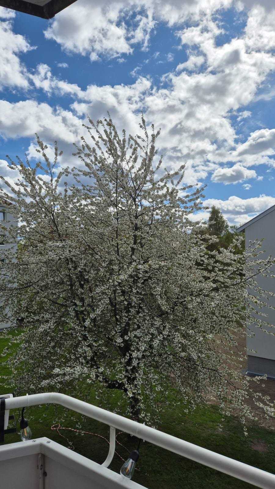 Sommeren. Selgers privat bilde. Galleribilde