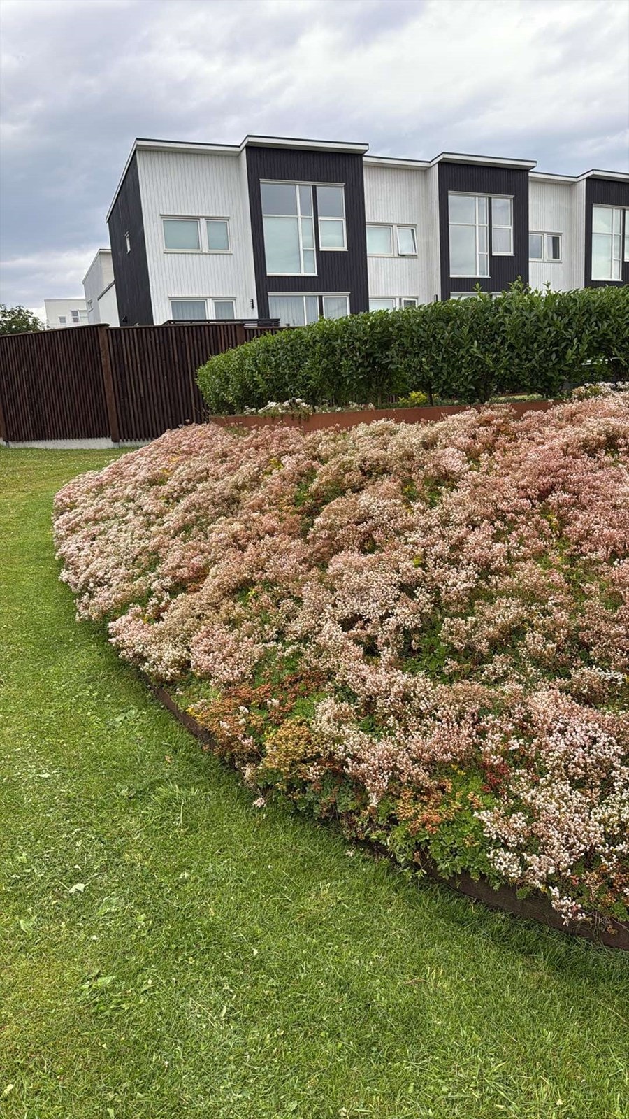 Sedum i full blomstring Galleribilde