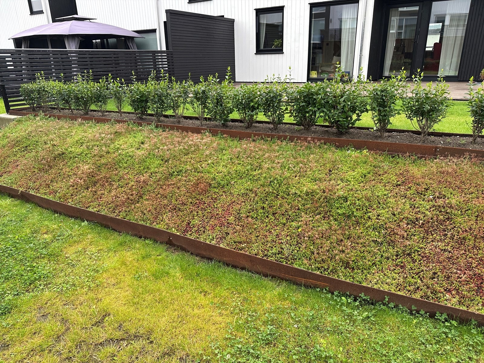 Sedum og hekk Galleribilde