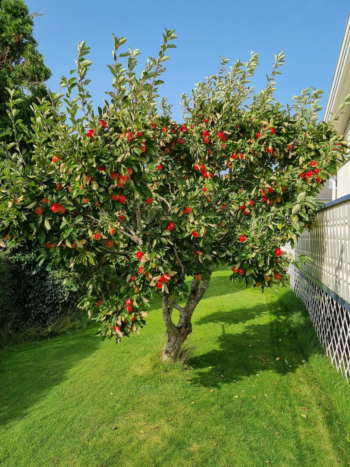 Eiendommen er beplantet med blant annet et epletre som gir et grønt og trivelig preg til uteområdet. Epletreet har enkelte år gitt rundt 50 liter ferdigpresset eplemost. Galleribilde
