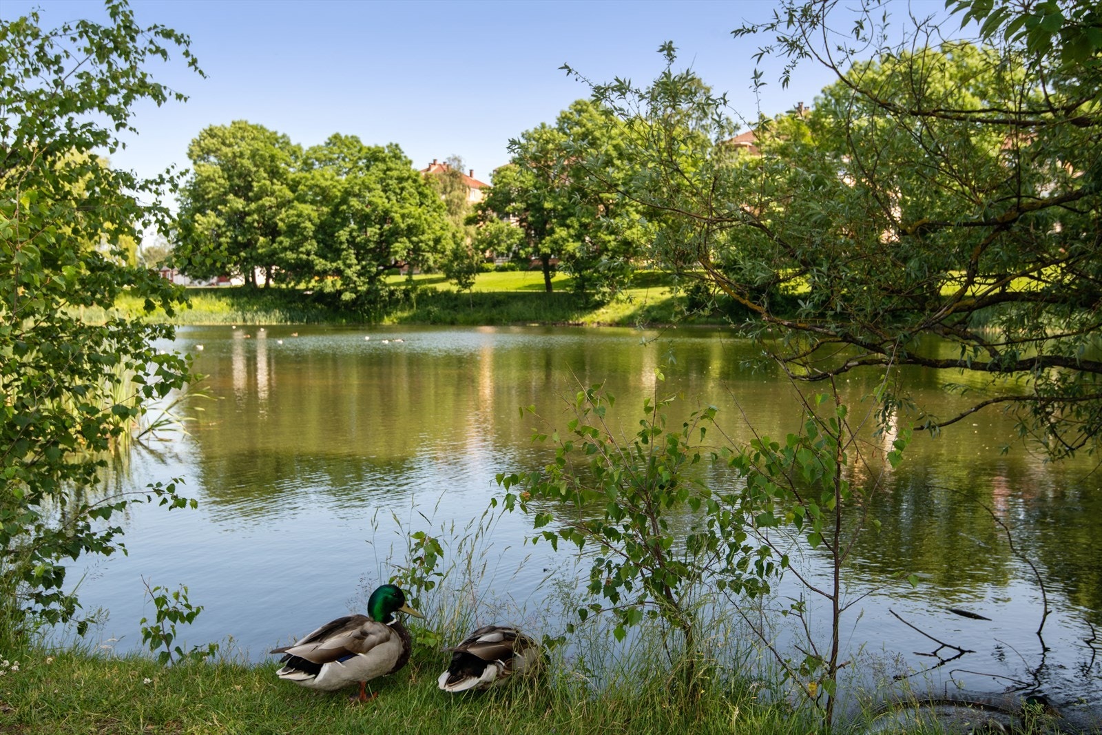 Hovindammen med flotte turmuligheter.jpg Galleribilde