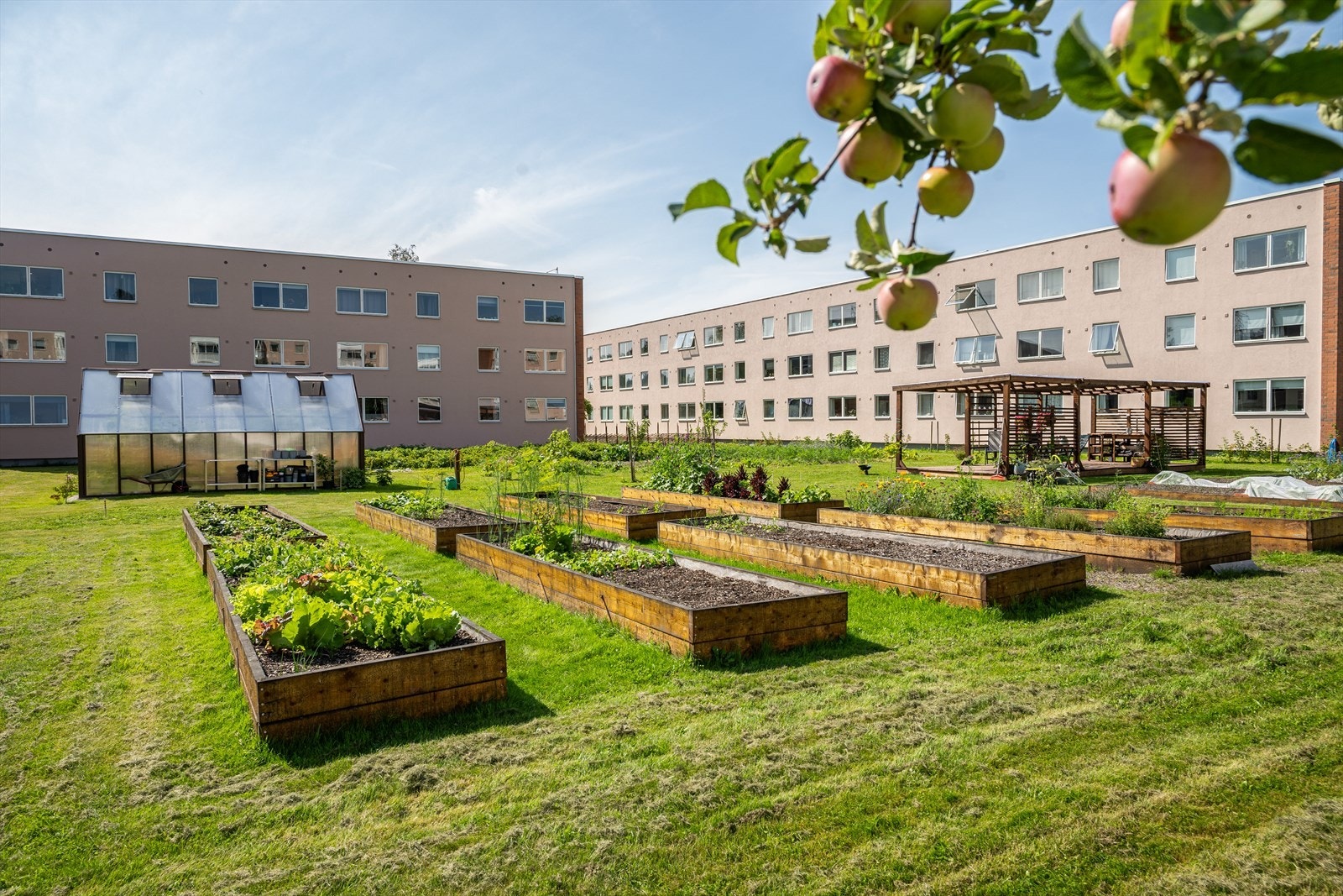 Borettslaget etablerte eget Samdyrkelag i 2024 - her har du mulighet til å plante dine egne salater, grønnsaker eller urter Galleribilde