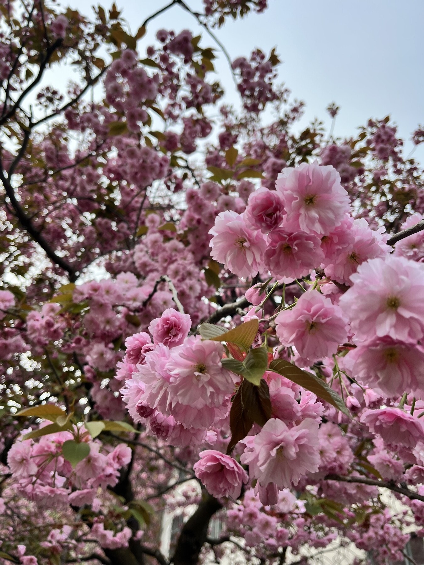 Gårdsrommet er parkmessig opparbeidet. Like utenfor boligen er det et nydelig tre. (Sommerbilde fra selger) Galleribilde