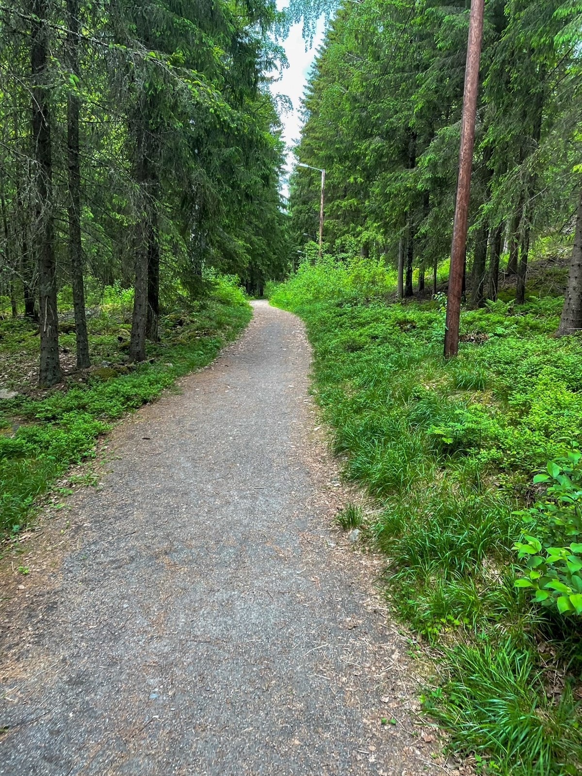 Bilde fra stien mellom Furubakken bort til hoppbakken Galleribilde