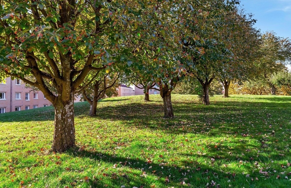 Pent opparbeidet tomt med gressplen, prydbusker og diverse beplantning Galleribilde
