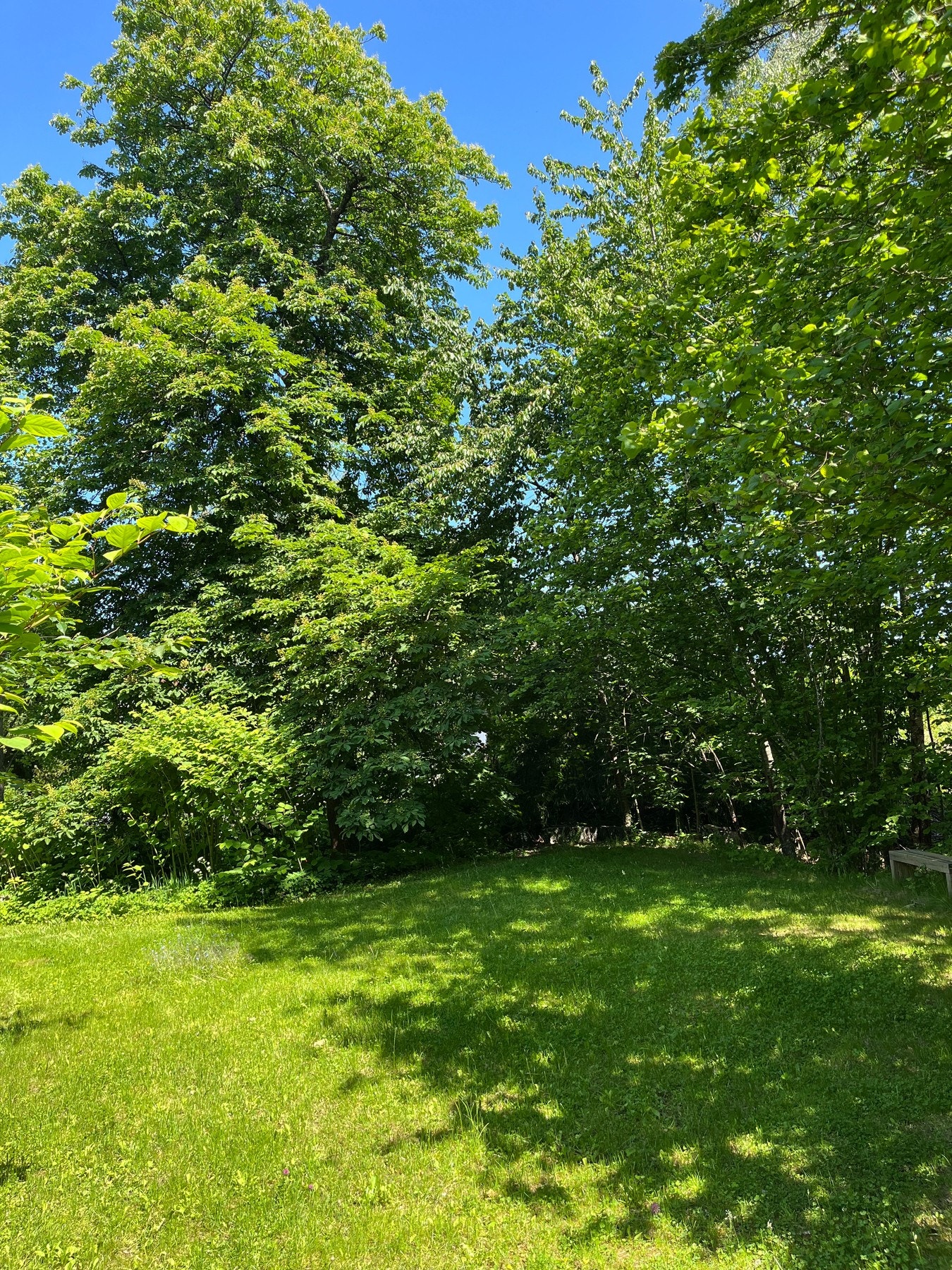 Privat sommerbilde - Frodig og usjenert hage Galleribilde