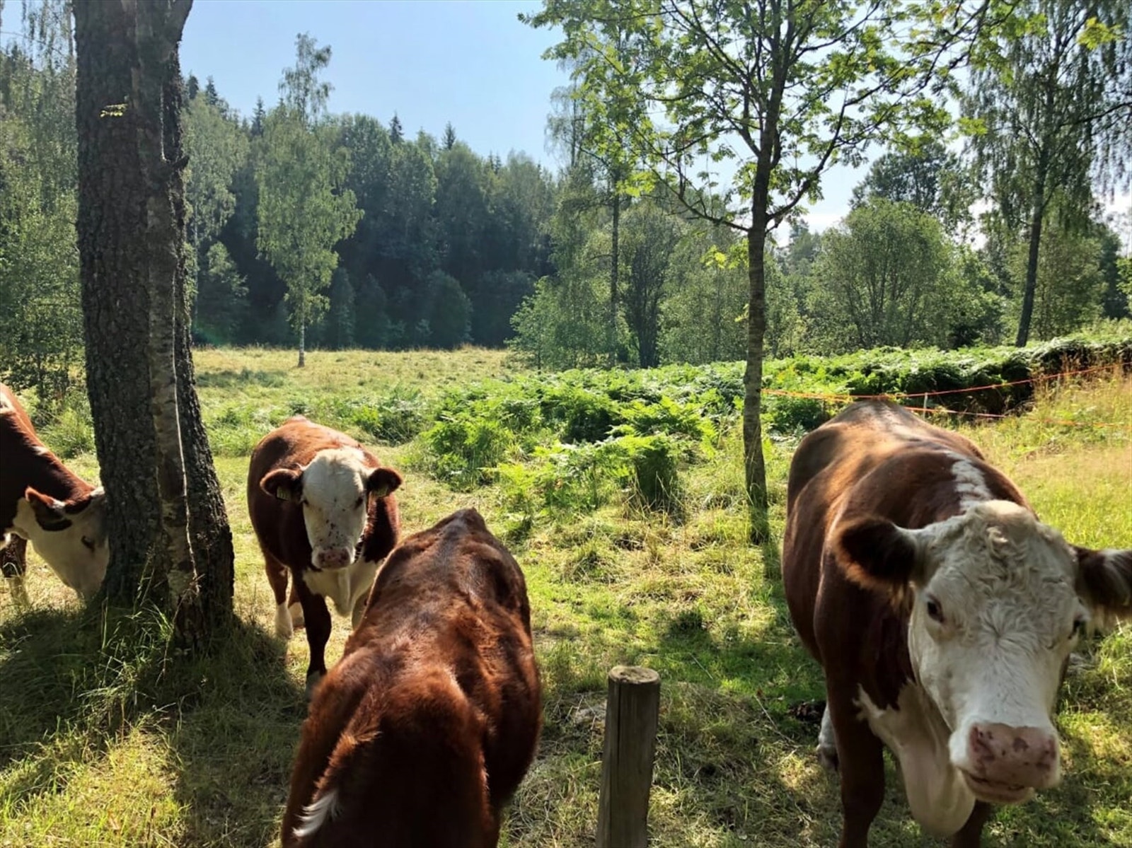Sørli besøksgård, en yndet sted for områdets minste, ligger like ved din nye bolig! Galleribilde