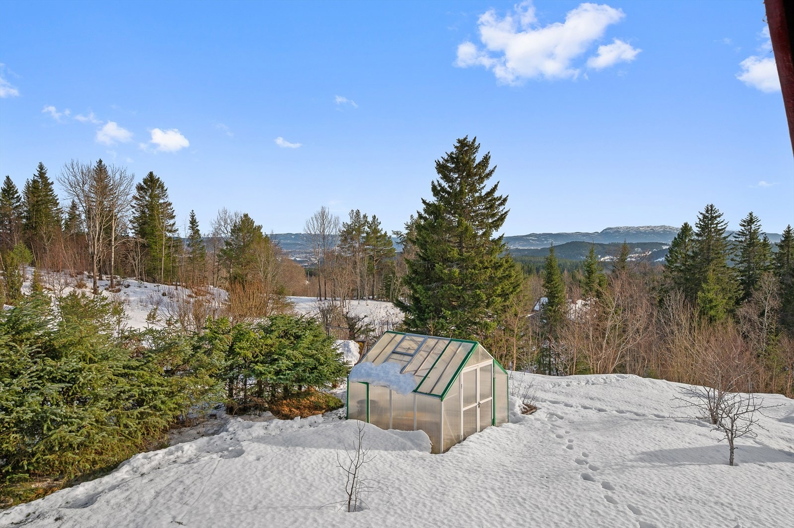 Hagen er frodig med villbringbær og frukttrær. Galleribilde