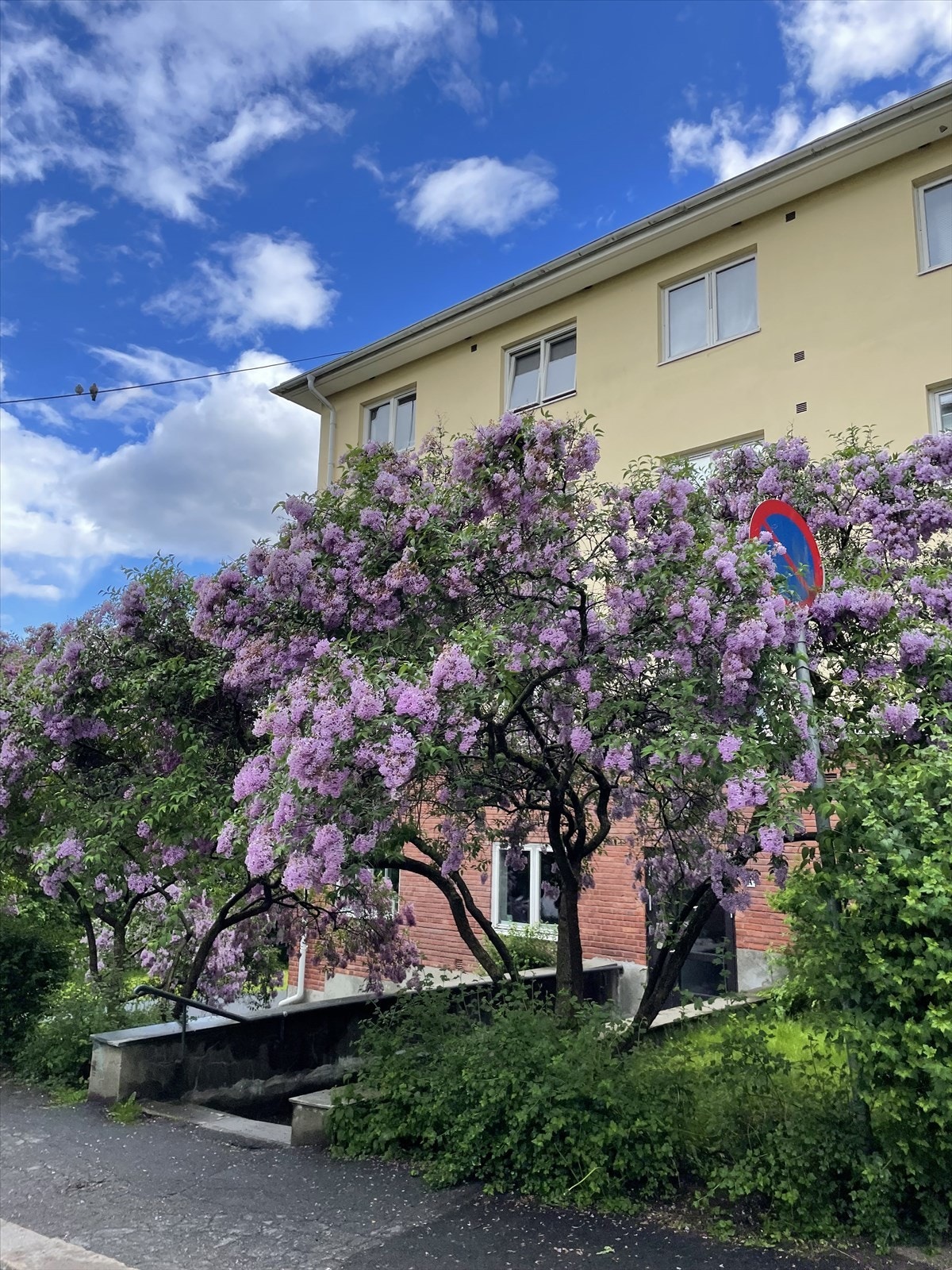 Selgers foto Galleribilde