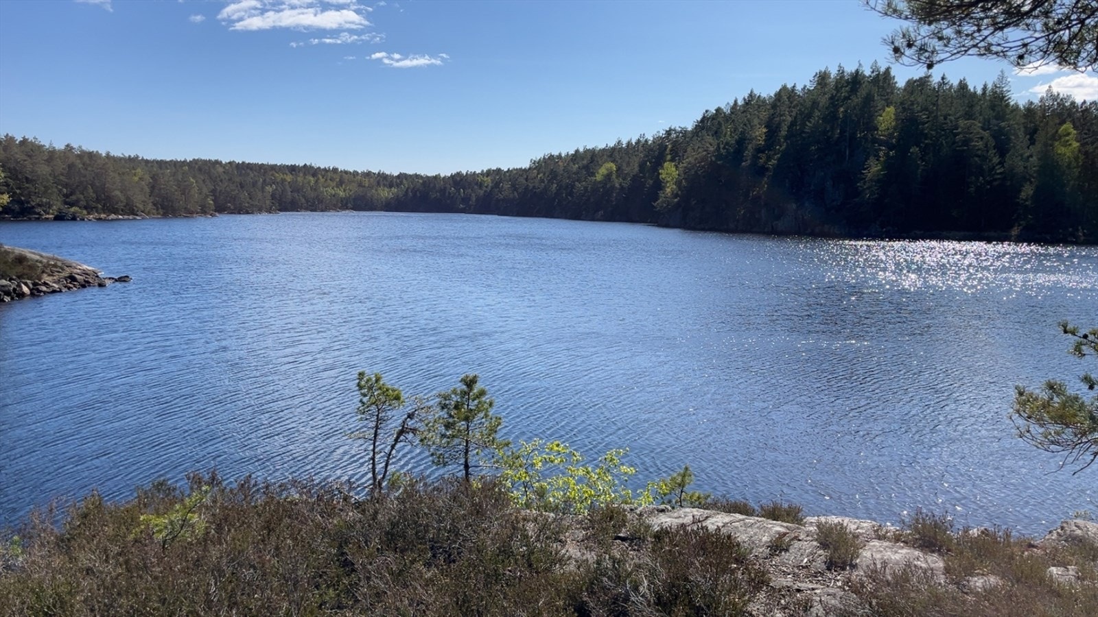 Bilder av mørkvann, som grenser til tilhørende skogspersell. Galleribilde