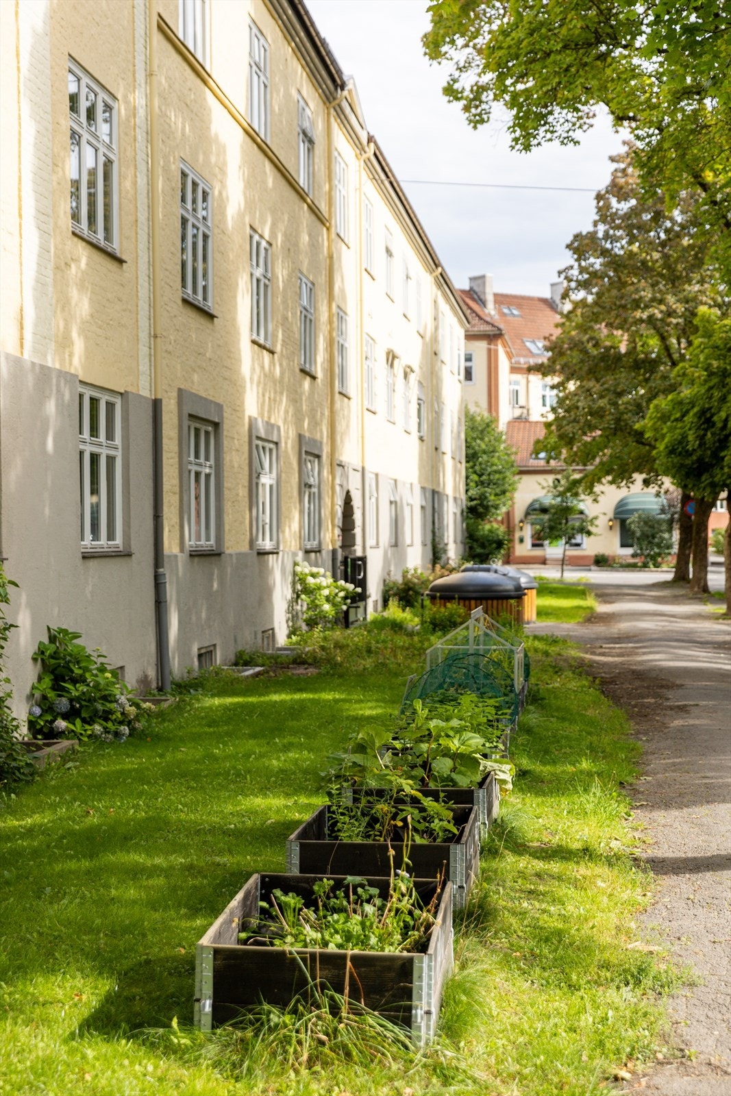 Borettslaget legger til rette for urban dyrking i felles plantekasser. Galleribilde