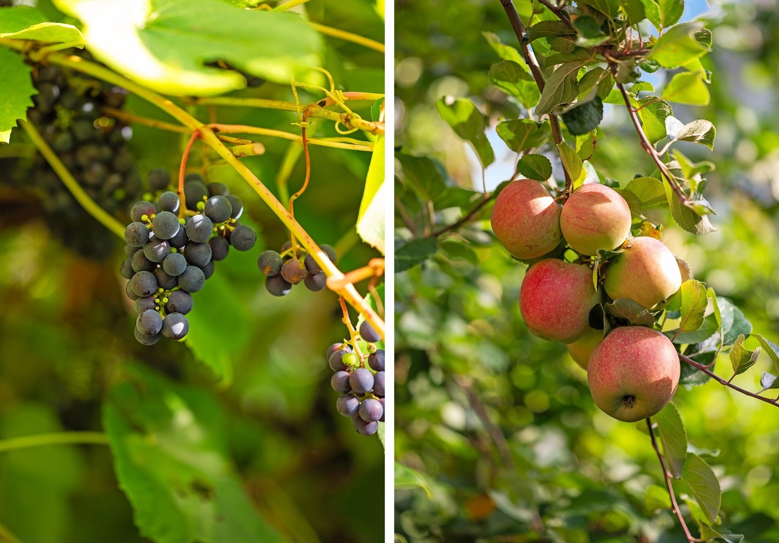 Rikelig med frukttrær i hage Galleribilde