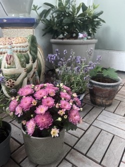 Sommerbilder fra balkongen. Galleribilde