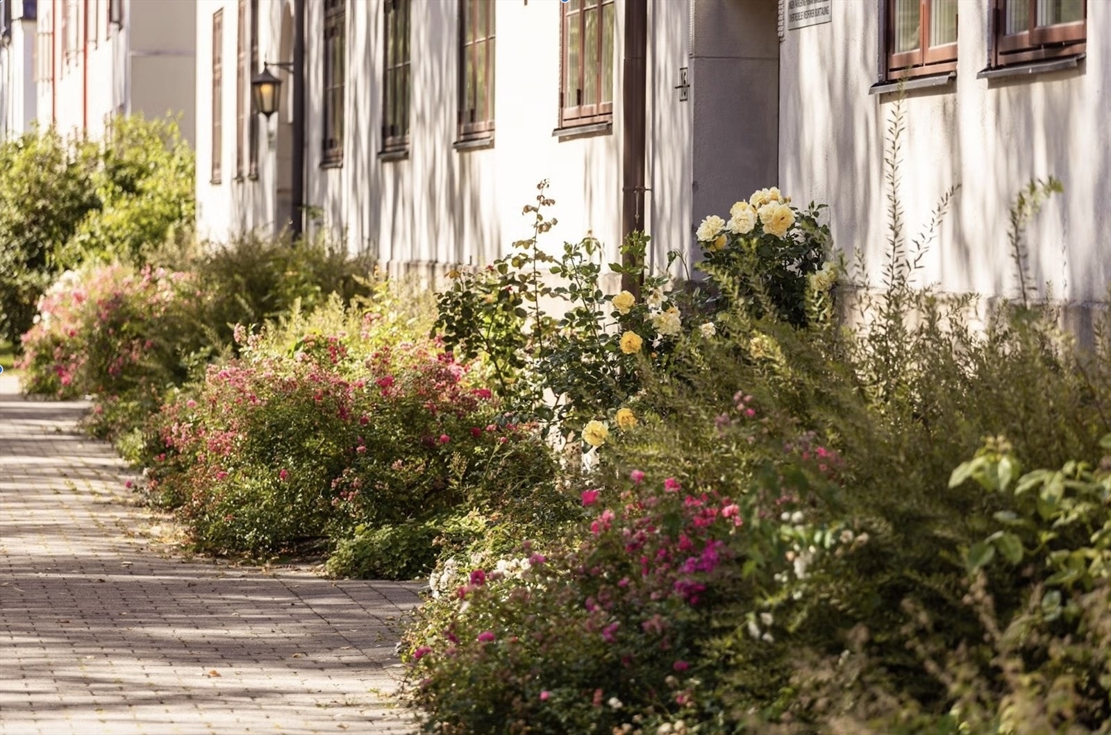 Frodig bakgård med flott beplantning. Galleribilde
