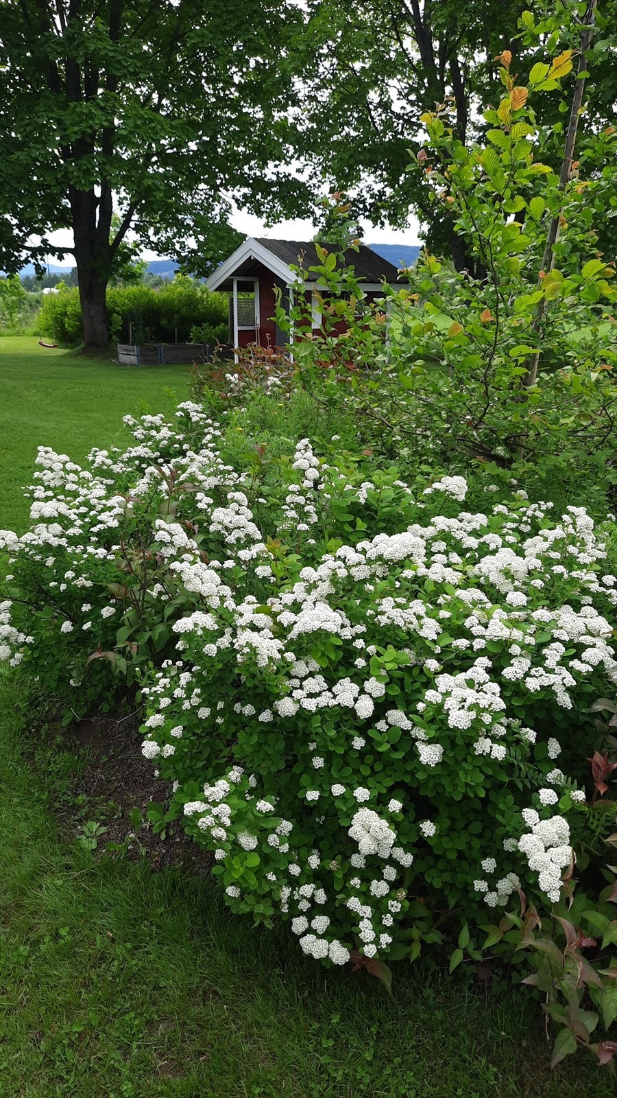 Privat bilde fra hagen Galleribilde