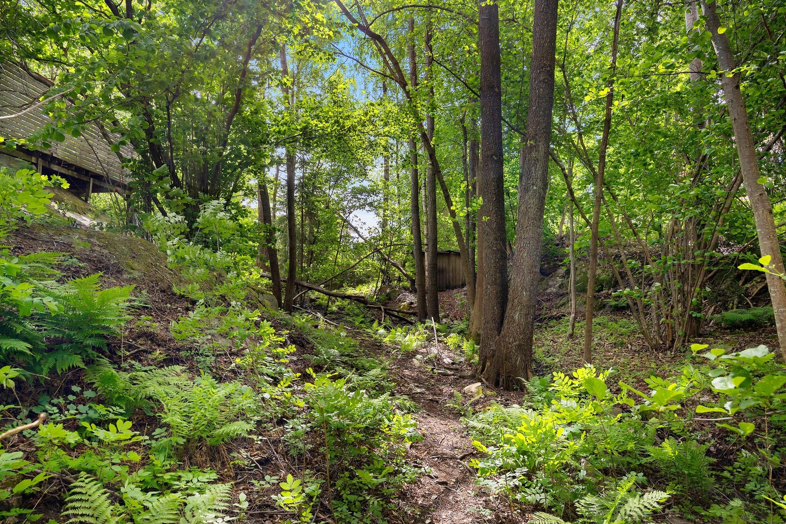 Deler av tomten har fått leve fritt. Denne "skogen" består av trær og busker. Galleribilde