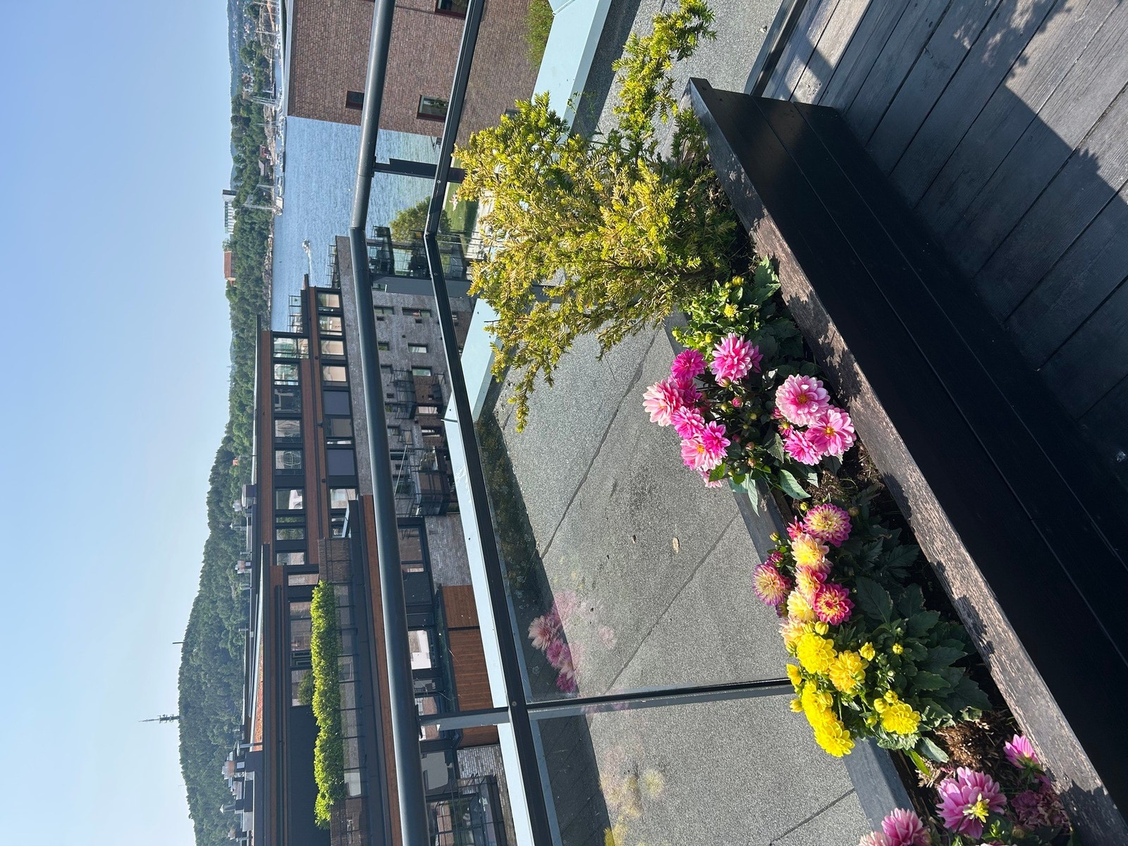 Fra sommer på takterrassen Galleribilde