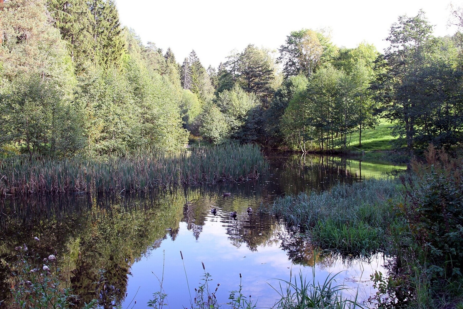 Skulleruddumpa Galleribilde