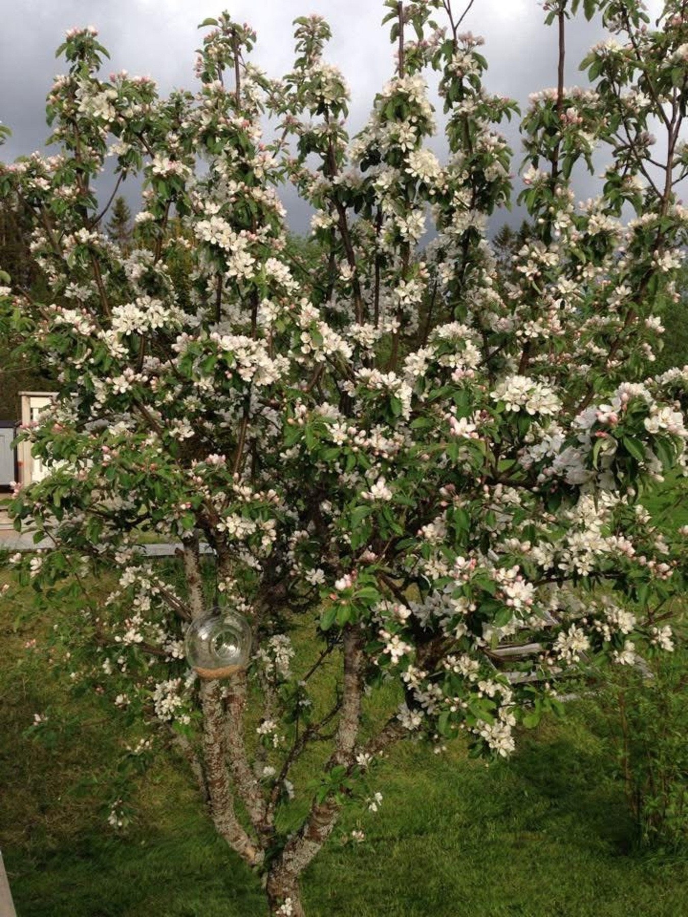 Bilde tatt av selger. Galleribilde