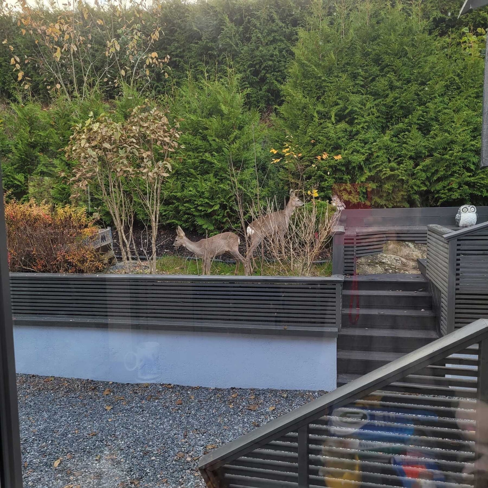 Besøk av rådyr på eiendommen Galleribilde