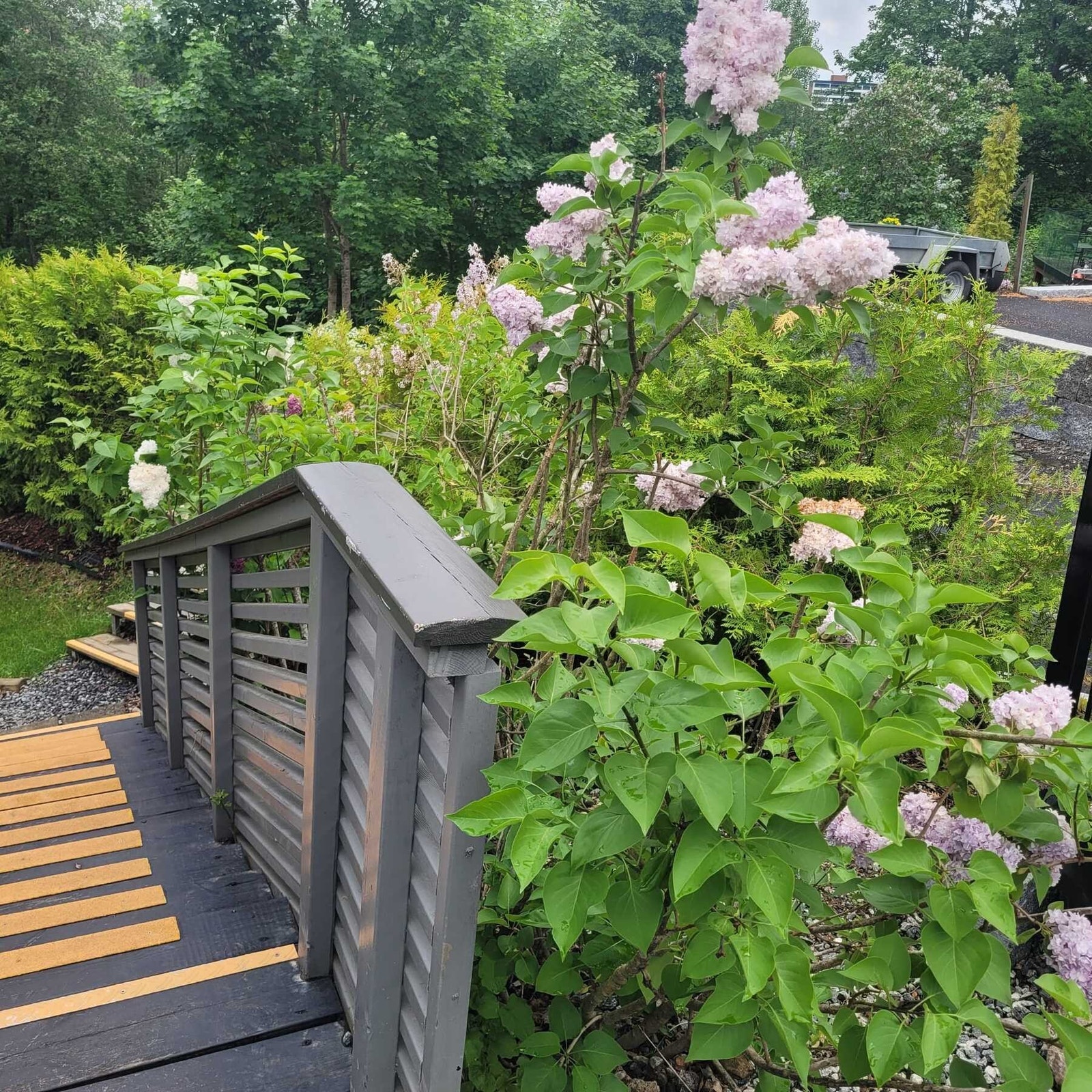 Grønt og fint om sommeren Galleribilde