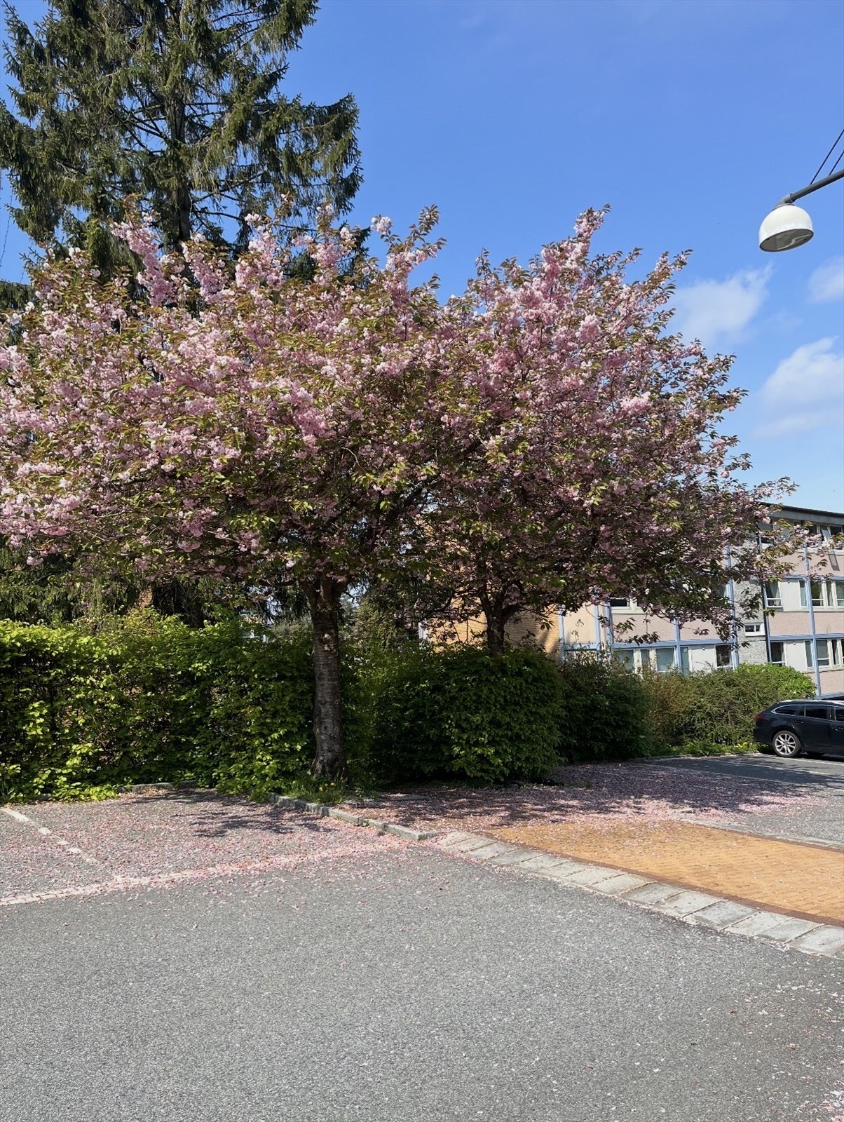 Nabolaget om våren. Borettslaget er omringet av vakker natur og flotte farger. Galleribilde