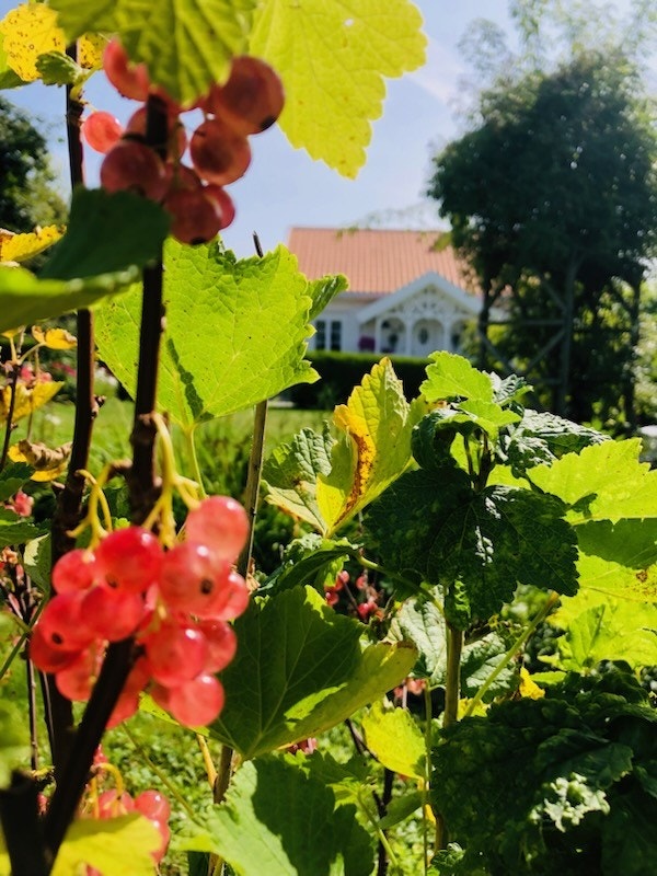 Selgers private bilder Galleribilde