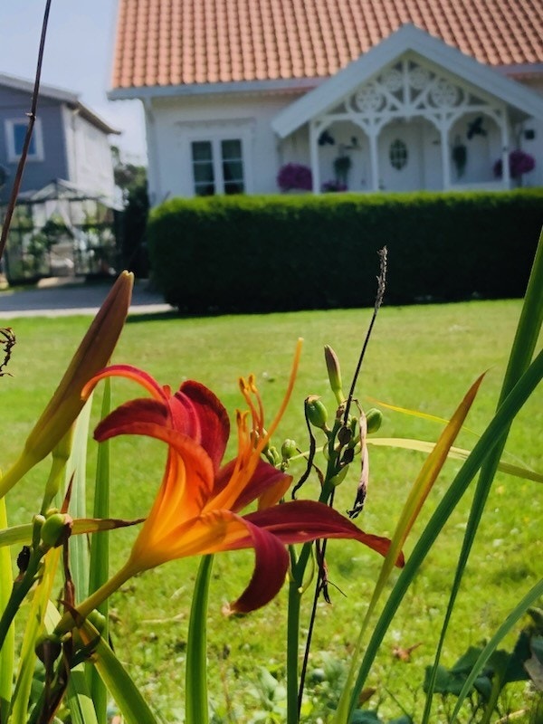 Selgers private bilder Galleribilde