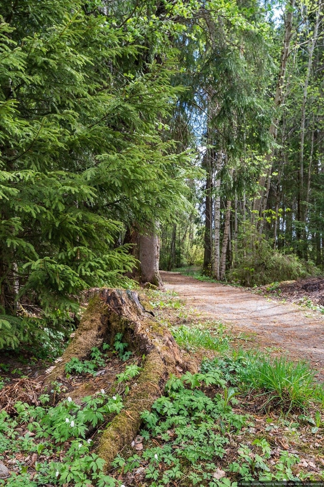 Sykehusskogen - her er snarveien til sentrum av byen! Galleribilde