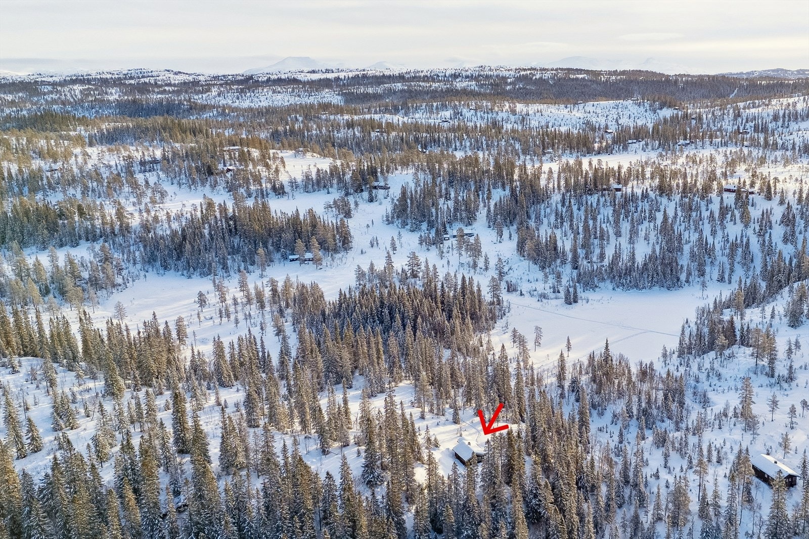 Preppede skiløyper like ved hytta som går inn igjennom store deler av Vera. Galleribilde