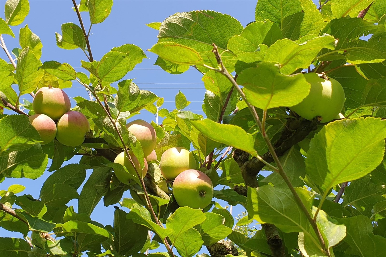 Etablerte vekster i hagen som f.eks. epletreet. Galleribilde