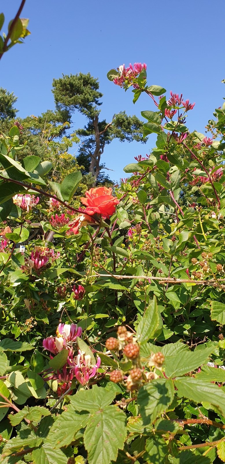 Hagen har flere innslag av spennende vekster som setter farge og stemning i bakhagen. Galleribilde