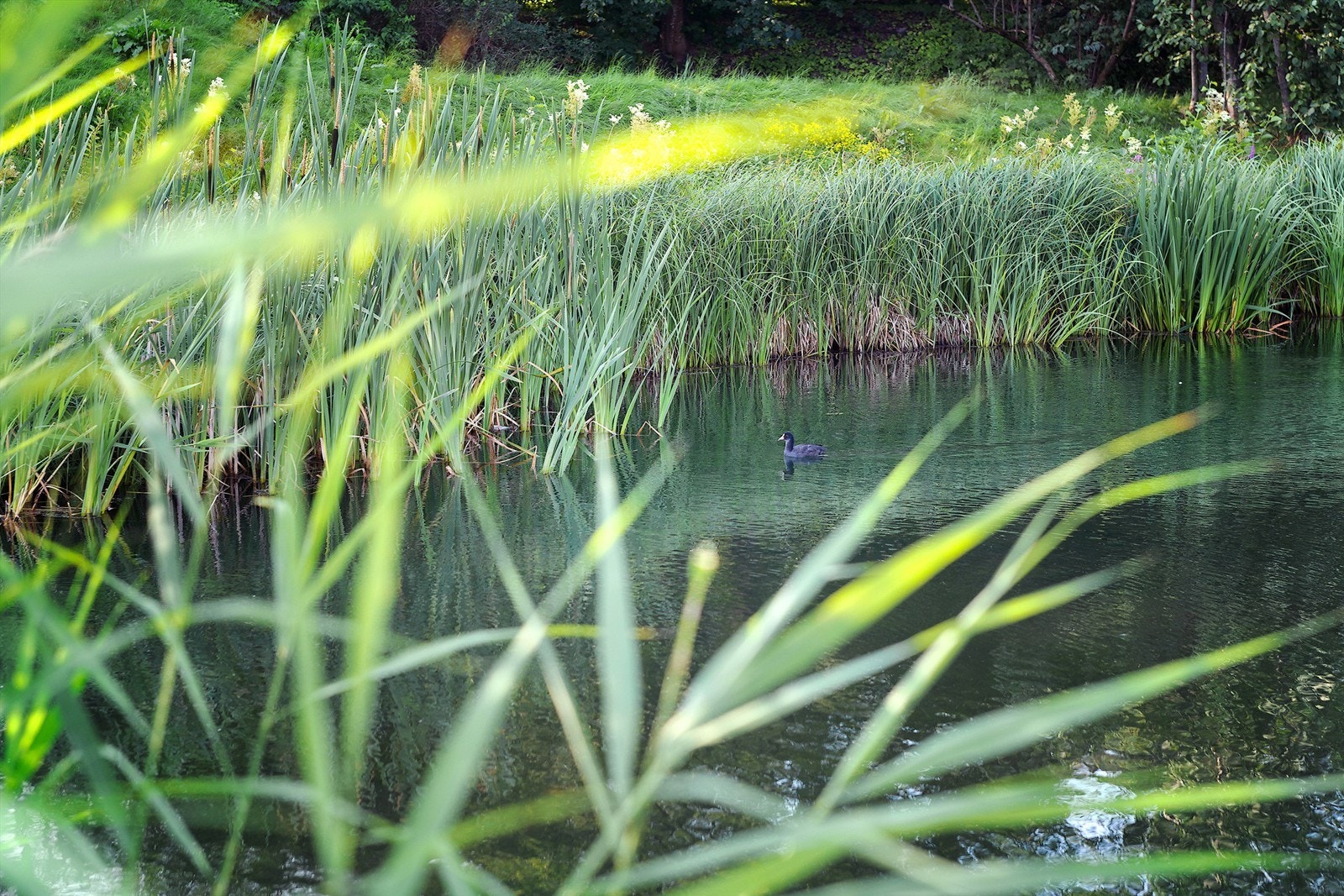 Salamanderskogen ligger like utenfor og inviterer til rolige turer i grønne omgivelser. Galleribilde