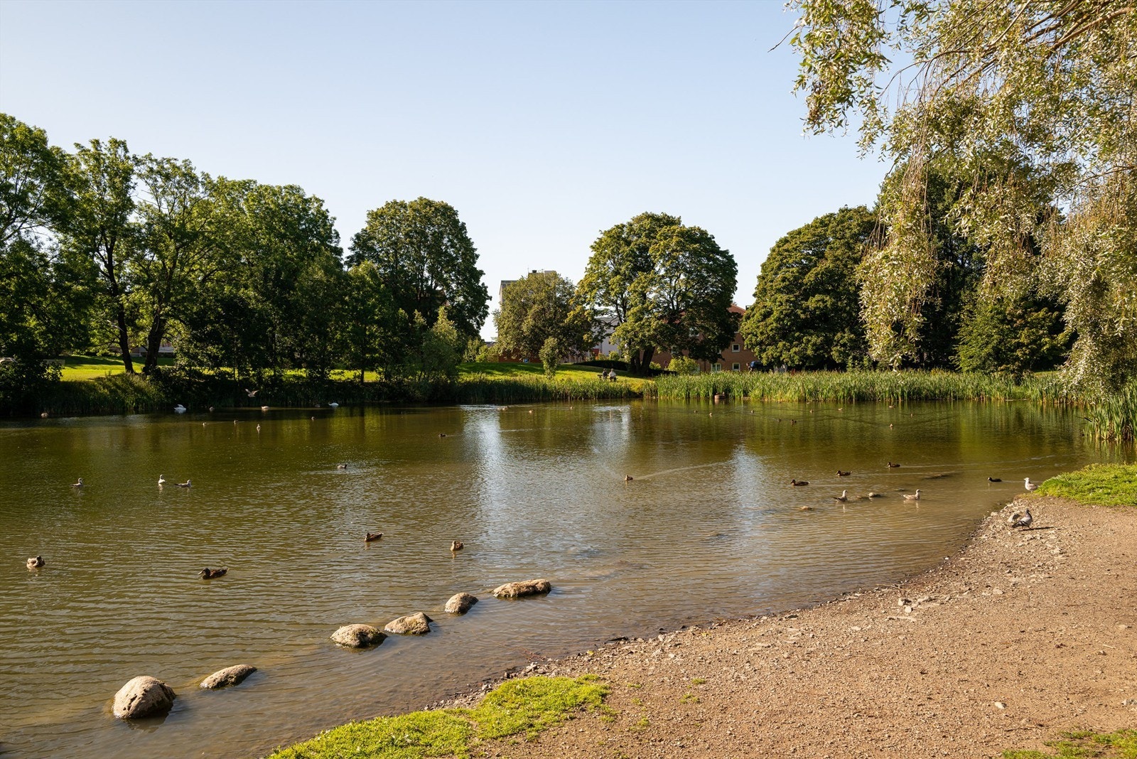 Umiddelbar nærhet til andedammen på Valle. Galleribilde