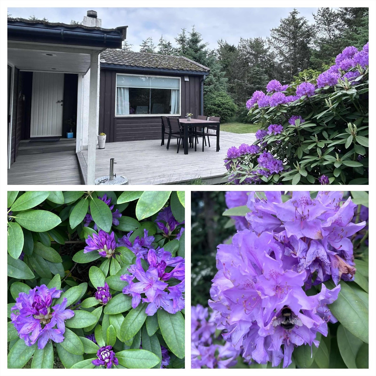 Selgers bilder fra hagen. Galleribilde