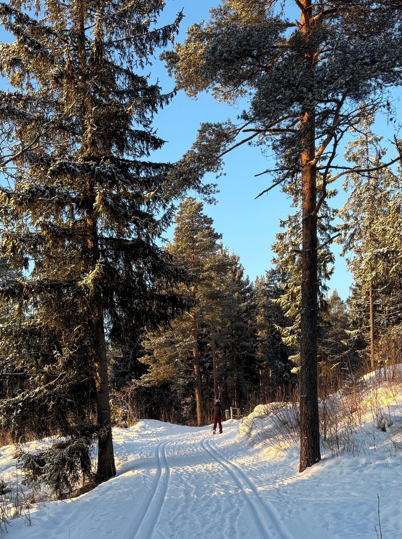 Turstier og skiløyper rett utenfor døren.
Om vinteren prepareres det løyper helt frem til sameiet. Galleribilde