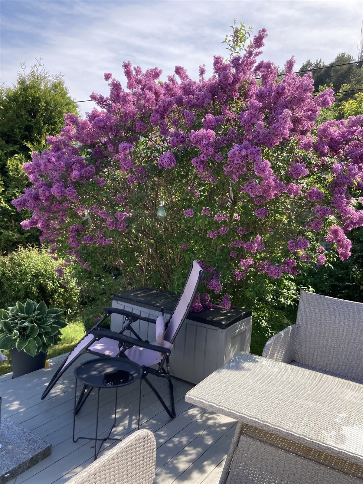 Sommerbilde Galleribilde