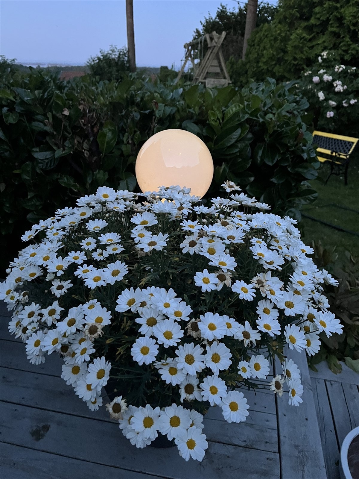 Sommerbilde Galleribilde