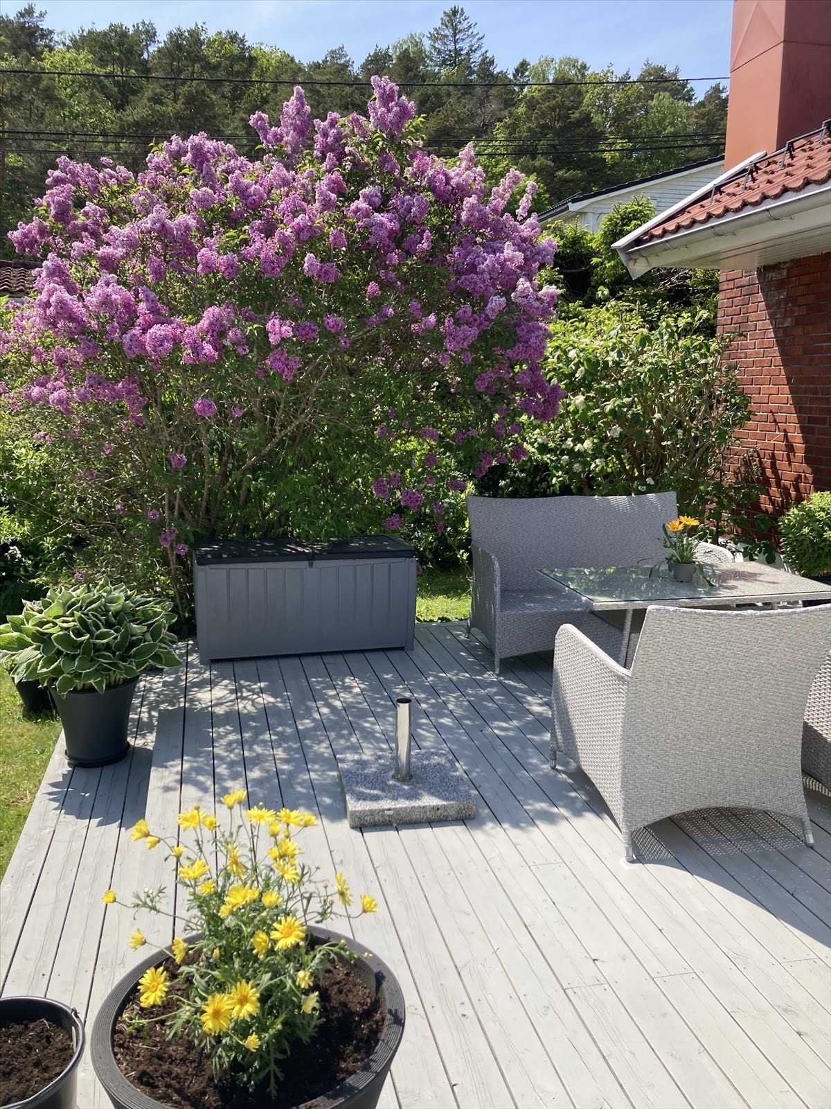 Sommerbilde. Galleribilde