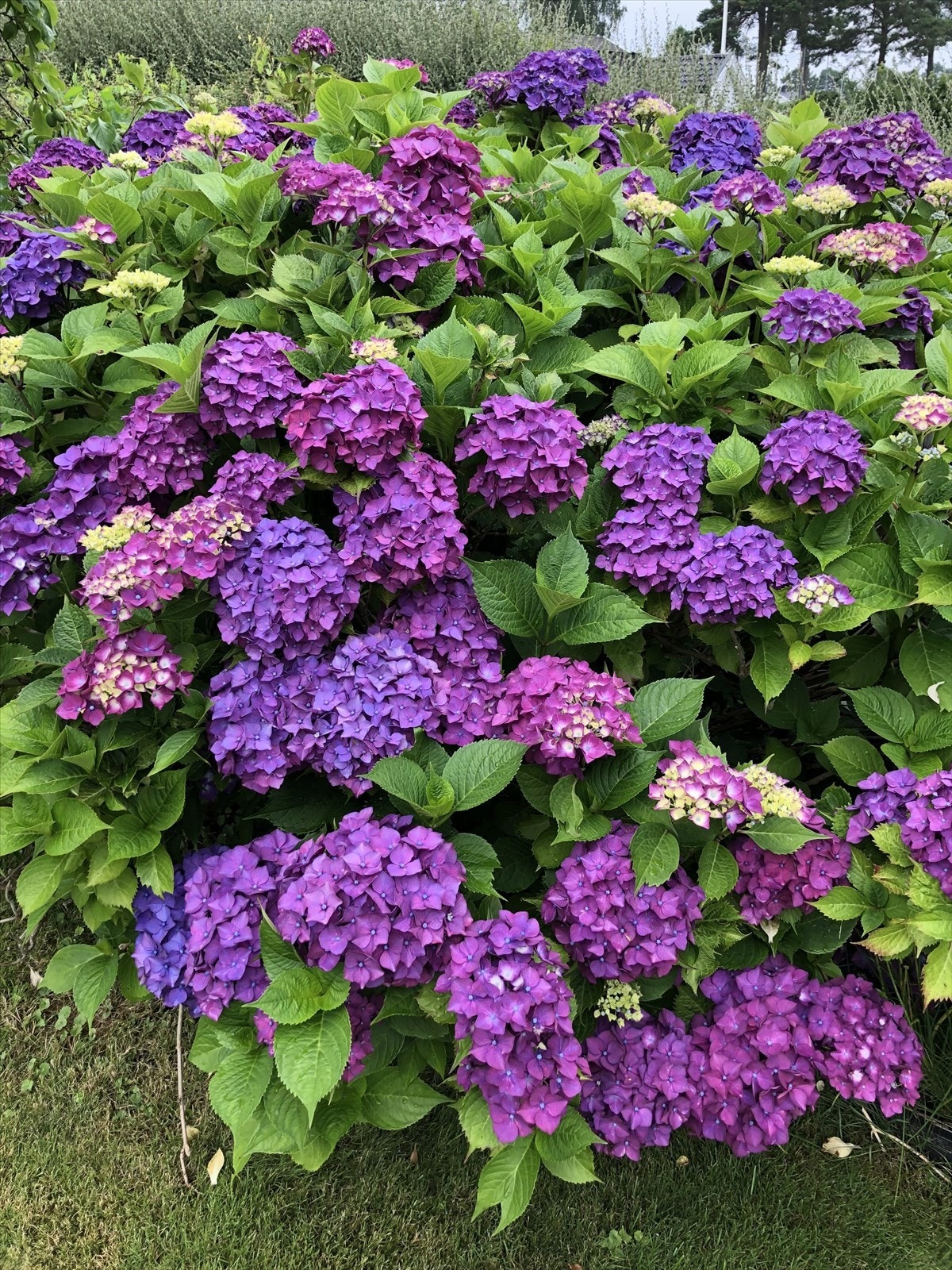 Sommerbilde Galleribilde