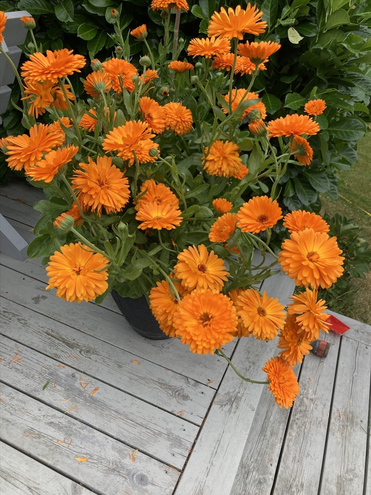 Sommerbilde Galleribilde