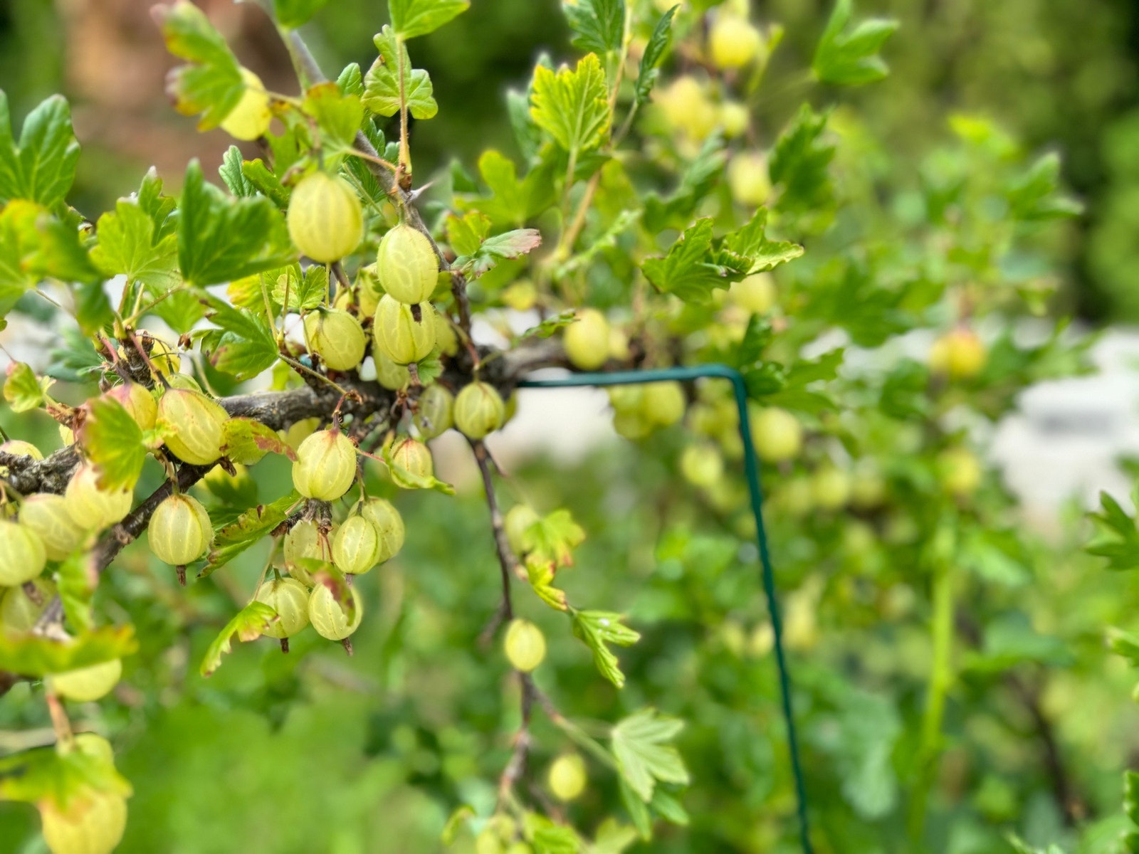 Stikkelsbær Galleribilde