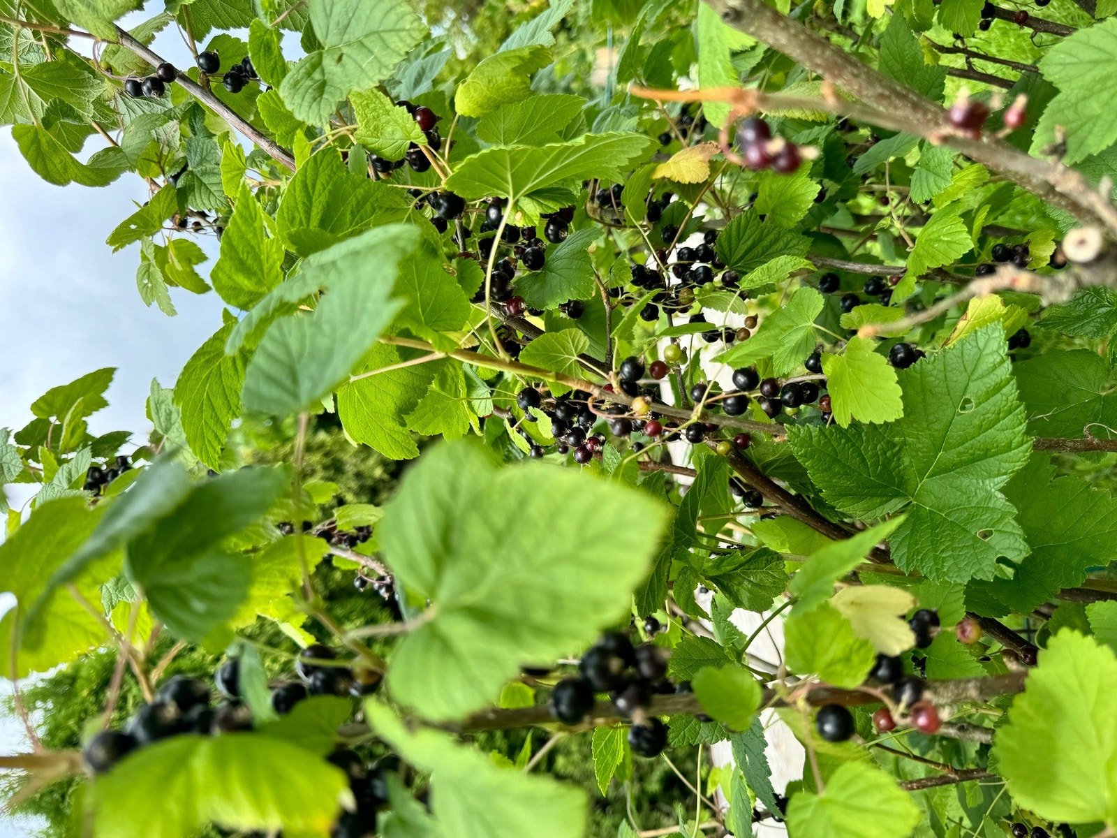 Solbær Galleribilde